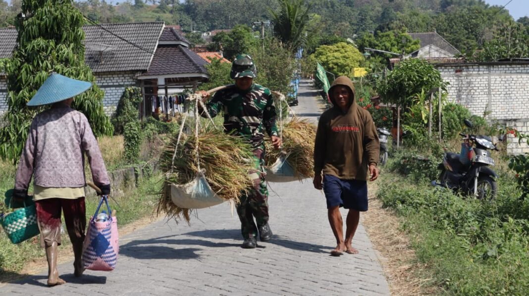 Aksi Sosial Satgas TMMD Ke-129 Kodim Lamongan Saat Musim Panen