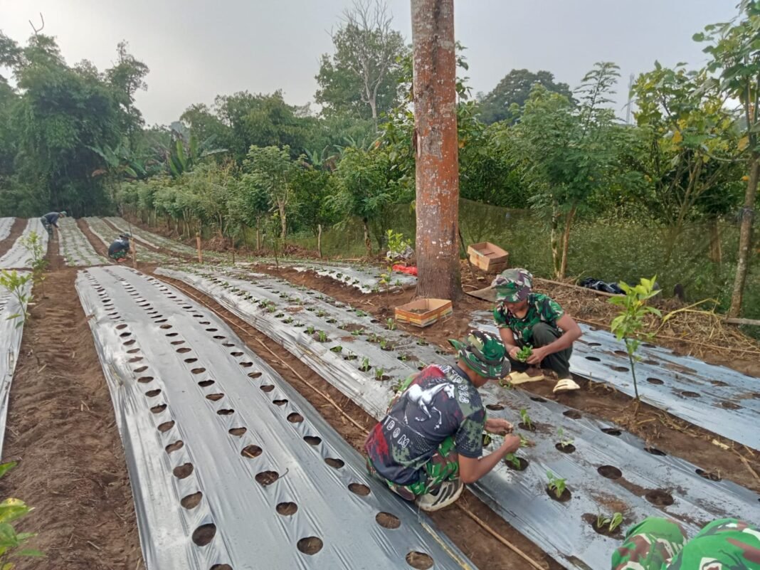 Usaha Ketahanan Pangan: Percontohan Budidaya Pakcoy di Bangli