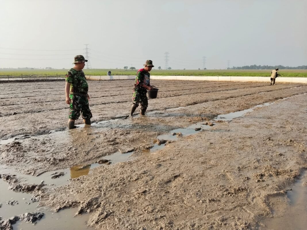 Kodim 0620/Kab. Cirebon Gelar Pembibitan Padi Dalam Program TMMD