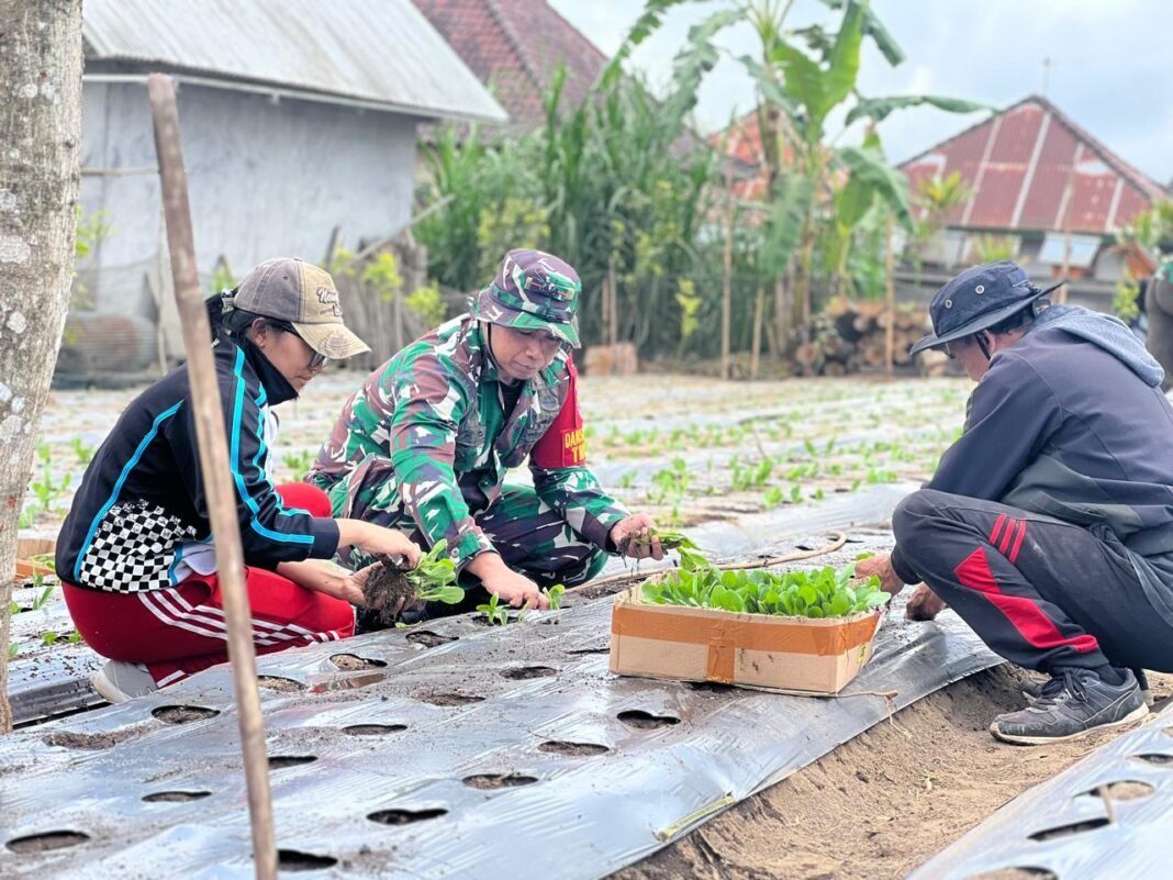 Kolaborasi Dalam Penanaman Pakcoy oleh Dansatgas TMMD Ke-129 dan Warga