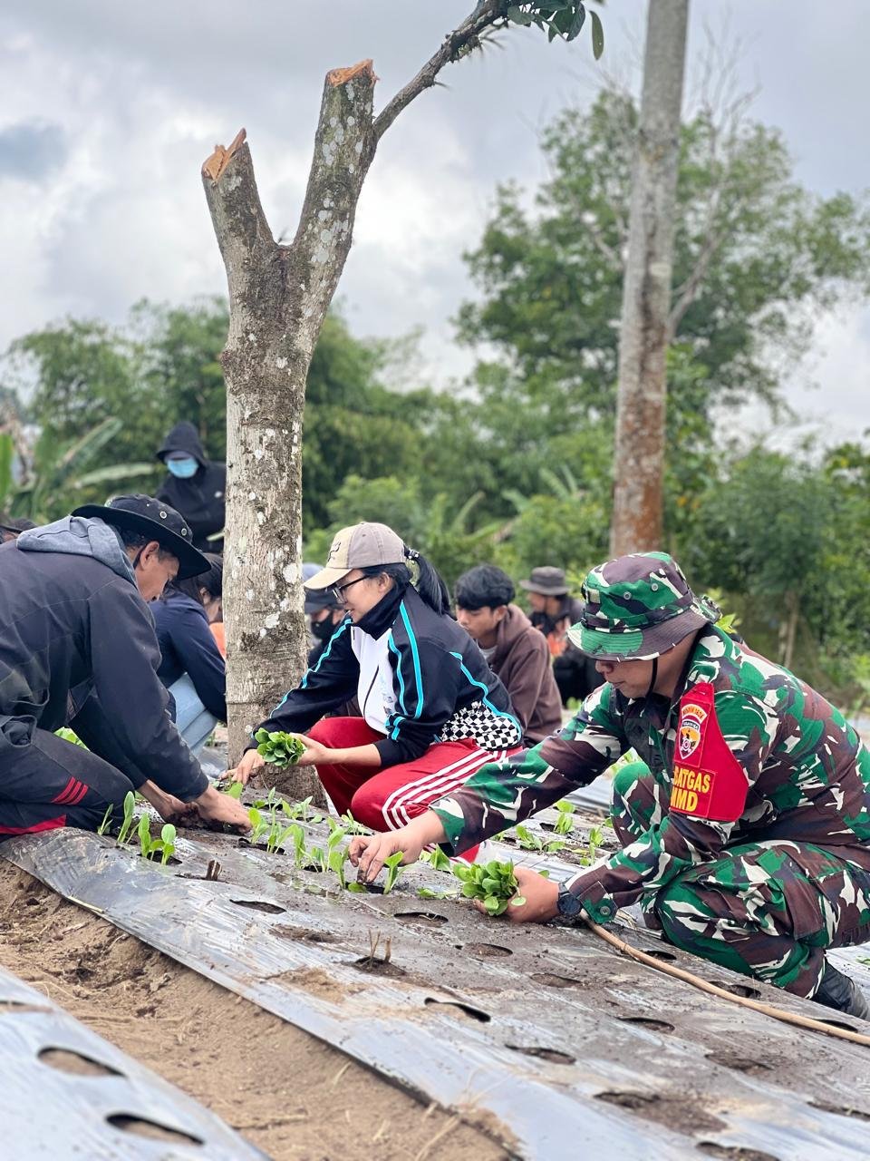 Inisiatif Satgas TMMD Ke-129: Budidaya Pakcoy untuk Ketahanan Pangan