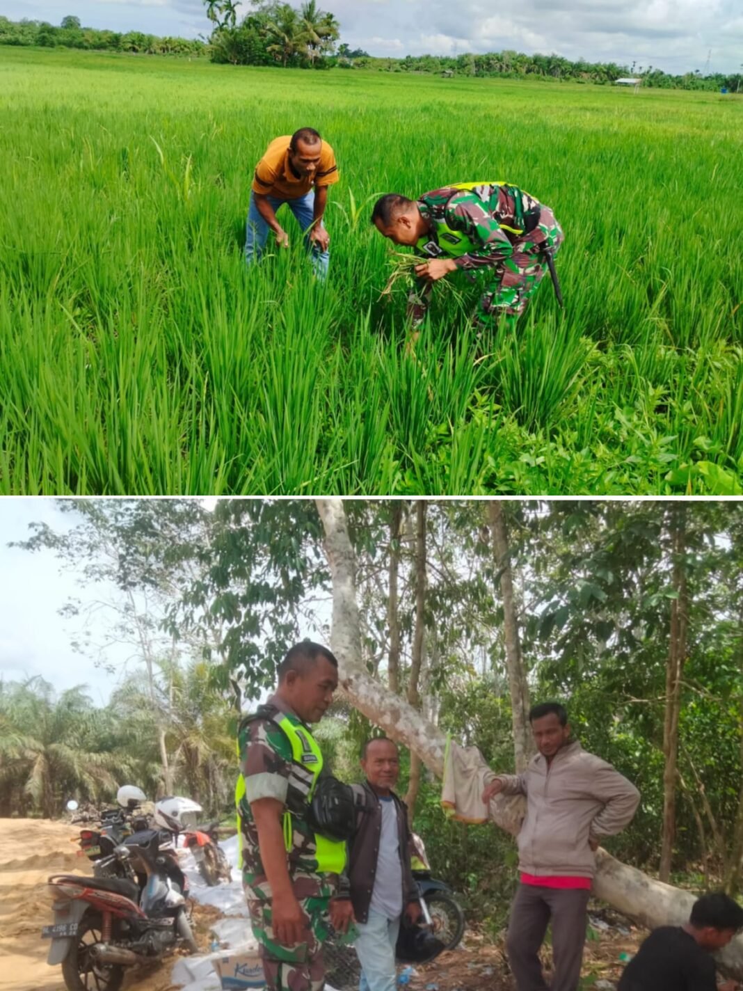 Babinsa Koramil 03/Kaway XVI Dampingi Petani Tingkatkan Produktivitas Padi di Aceh Barat