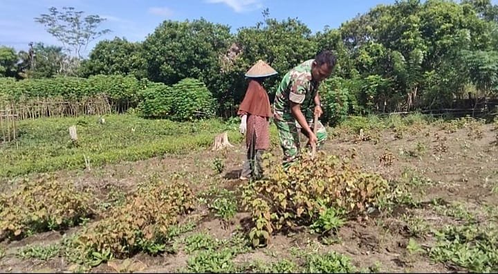 Babinsa Koramil 05/Panga Bantu Petani Siapkan Bedeng Kacang Tanah, Perkuat Ketahanan Pangan