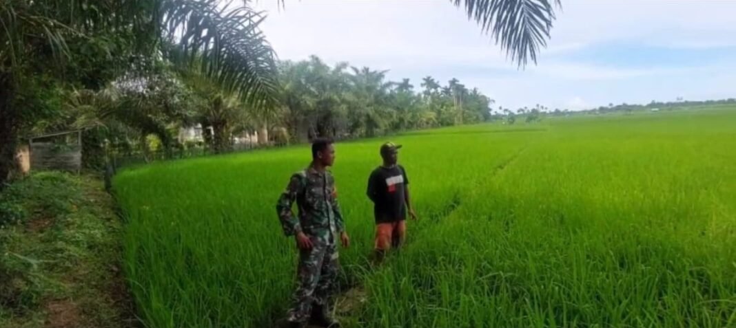 Pertumbuhan Padi Jadi Perhatian, Babinsa Arongan Lambalek Aktif Dampingi Petani