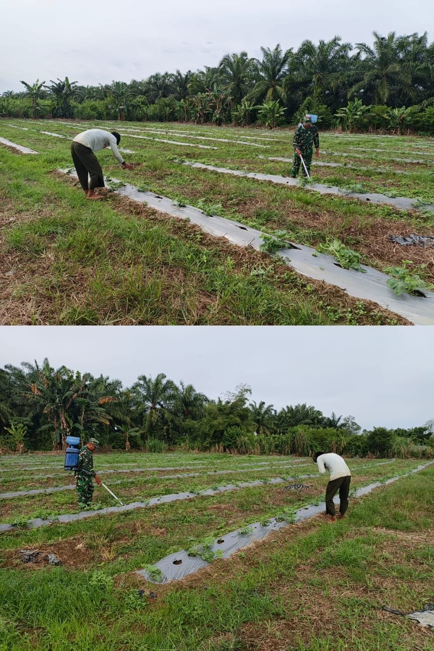 Rawat Tanaman Semangka dari Hama, Babinsa Turun Langsung ke Lahan Petani Aceh Barat