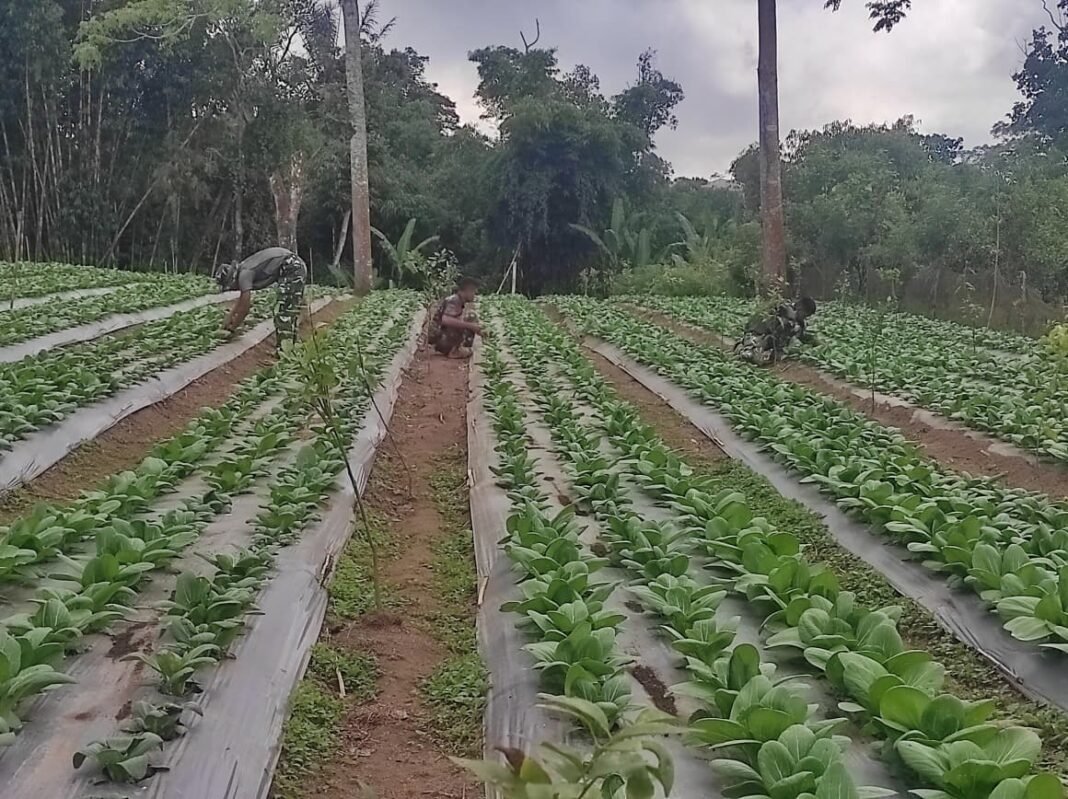 Pentingnya Perawatan Rutin dalam Budidaya Pakcoy oleh Satgas TMMD
