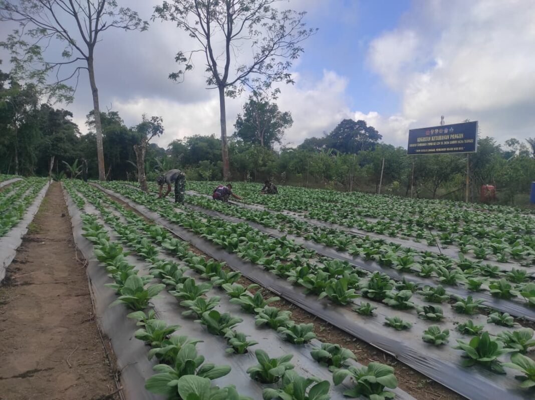 Inisiatif Budidaya Pakcoy untuk Mendukung Ketahanan Pangan