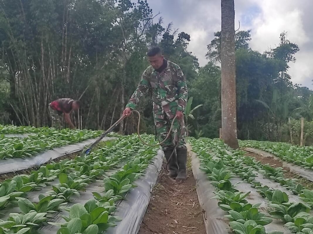 Dorongan Satgas TMMD Ke-129 dalam Pertanian Warga Sekardadi