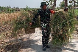 Aksi Nyata Anggota Satgas TMMD 129 di Bojonegoro: Mengangkat Rumput Bersama Warga