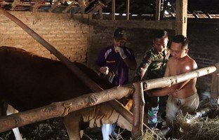 Sukses TMMD 129: Kesehatan Hewan Jadi Fokus Utama di Bojonegoro