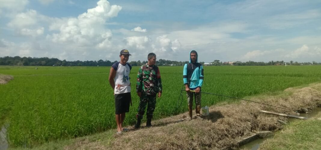Pengawasan LTT oleh Babinsa Maccorawalie, Menggairahkan Produksi Pertanian