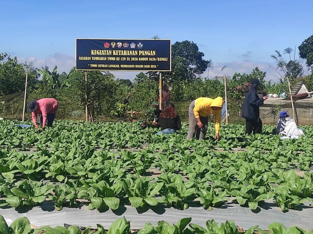 Panen Pakcoy TMMD Bangli, Mewujudkan Ketahanan Pangan Desa