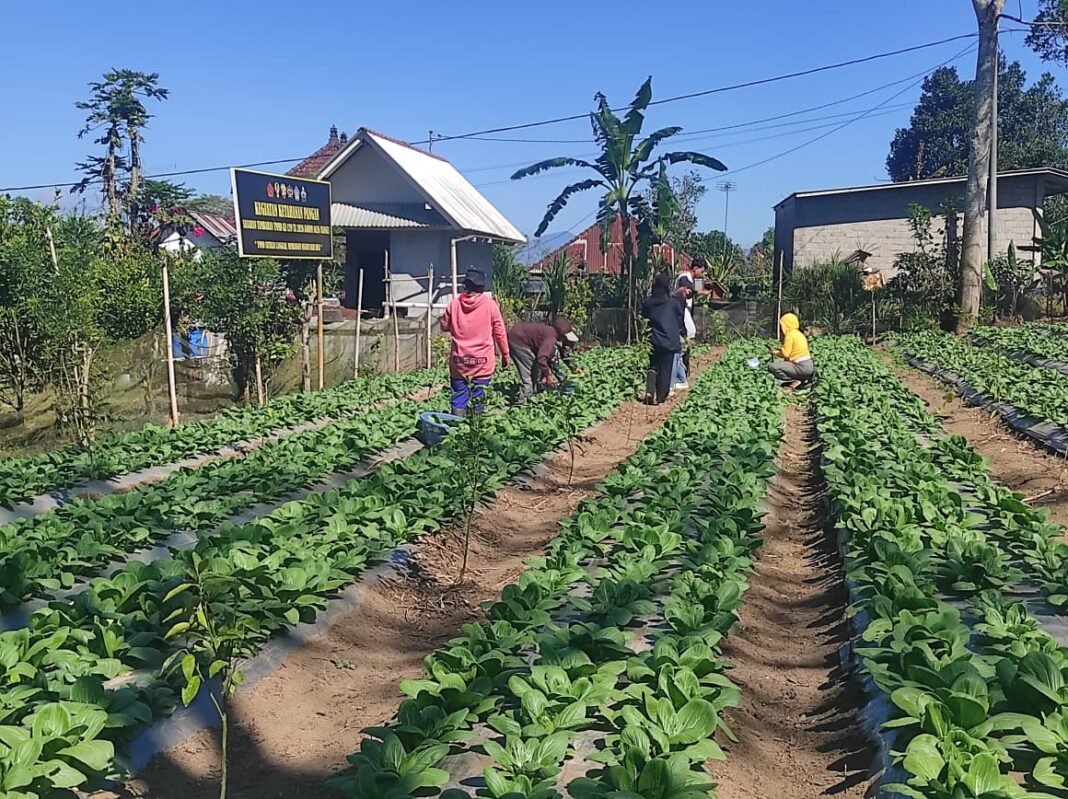 Bukan Sekadar Panen, Pakcoy TMMD Bangli Tinggalkan Bekal bagi Masyarakat