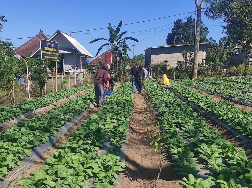 Panen Pakcoy: Cerminan Kerja Sama Satgas TMMD dan Masyarakat Sekardadi