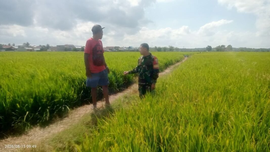 Babinsa Serka Darwis Perkuat Ketahanan Pangan Melalui Pemantauan LTT