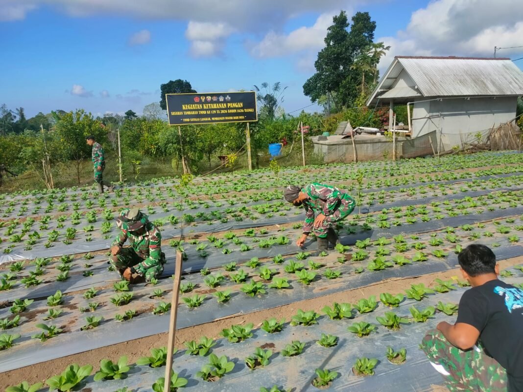 Peran Aktif Satgas TMMD Ke-129 Kodim 1626/Bangli Dalam Pemeliharaan Pakcoy Untuk Pangan Berkualitas