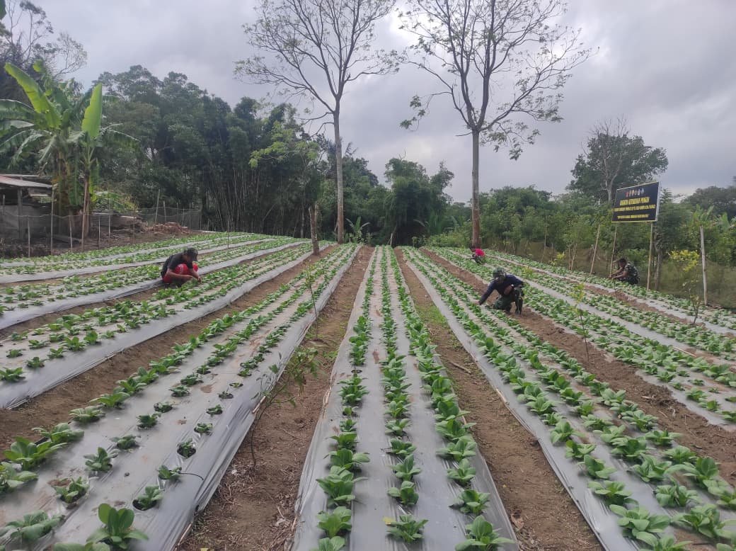 Gotong Royong Satgas TMMD dan Warga Rawat Pakcoy di Lahan I Nyoman Siram