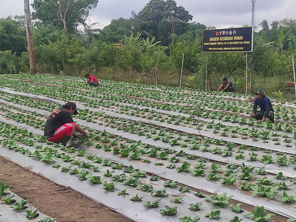 Budidaya Pakcoy dalam Program TMMD Ke-129, Upaya Meningkatkan Ketahanan Pangan Desa Sekardadi