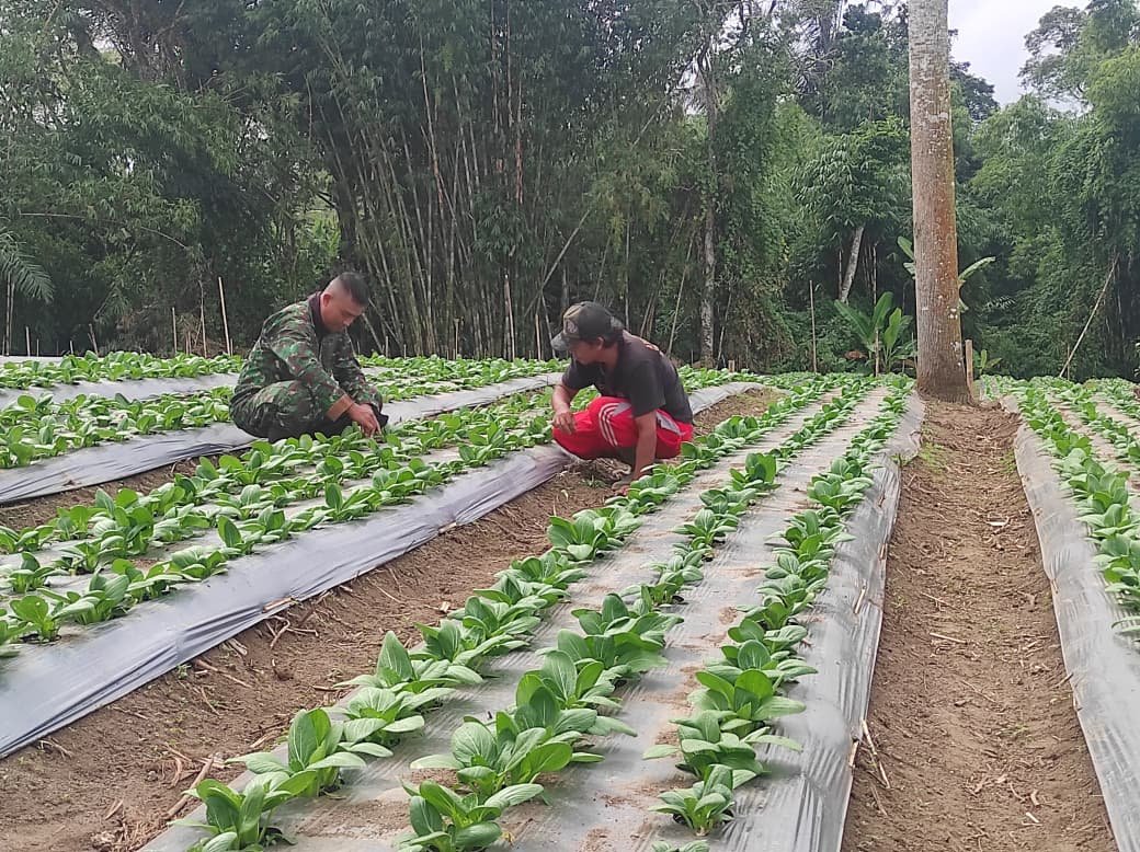 Kontribusi I Nyoman Siram dalam Memperkuat Ketahanan Pangan Melalui Hibah Lahan Budidaya