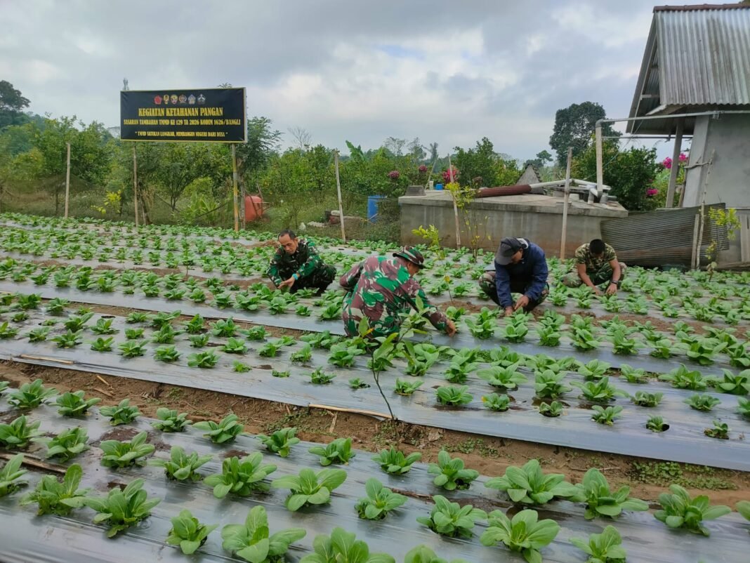 Optimalisasi Budidaya Pakcoy untuk Ketahanan Pangan oleh Satgas TMMD Ke-129