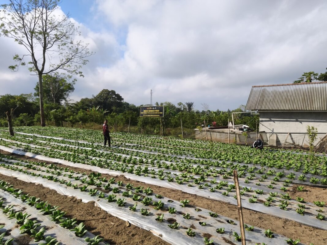 Optimalisasi Lahan Melalui Budidaya Pakcoy TMMD Ke-129 di Bangli