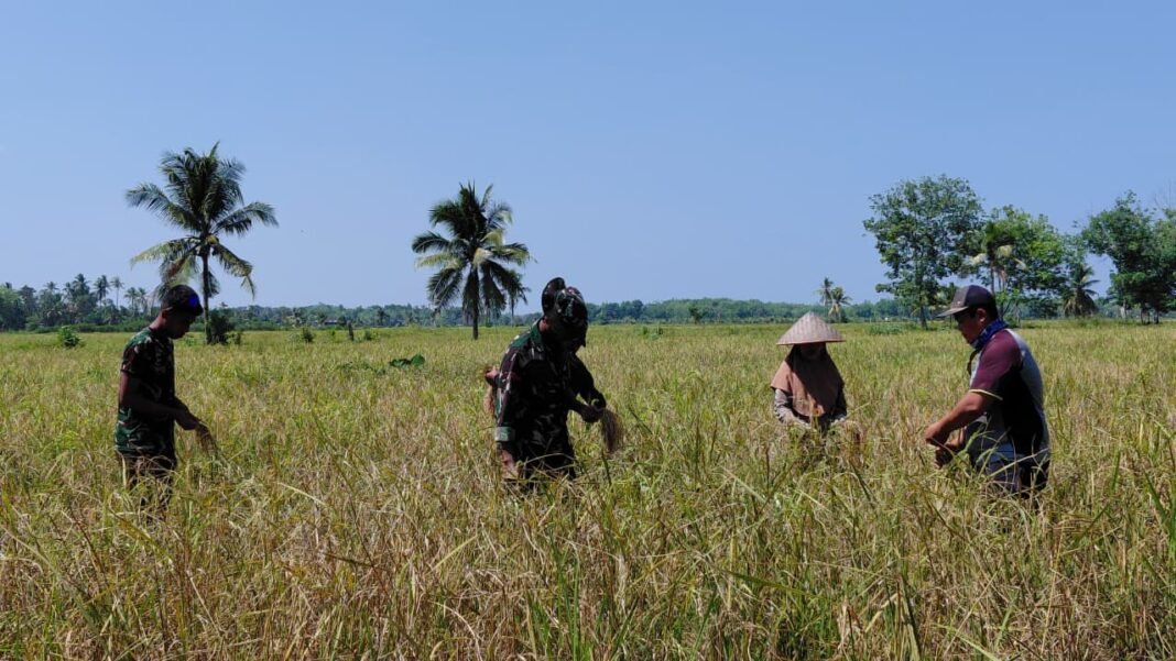 Sinergitas TNI dan Masyarakat Terlihat Saat Panen Padi di Desa Bandar Raya