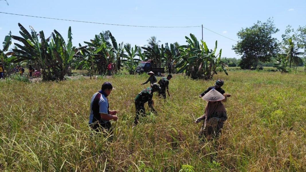 Kerja Bersama di Sawah, Satgas TMMD Tingkatkan Kedekatan dengan Masyarakat