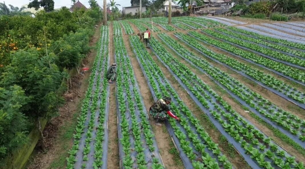 Program Ketahanan Pangan TMMD Ke-129: Pakcoy di Sekardadi Tumbuh Subur