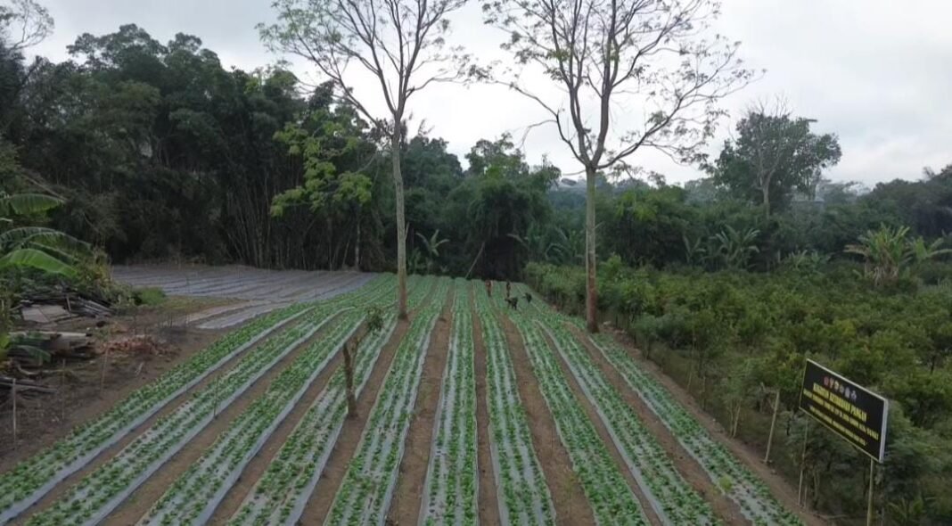 Pakcoy Menghijau di Lahan Warga, Satgas TMMD Ke-129 Kodim 1626/Bangli Dorong Ketahanan Pangan Sekardadi