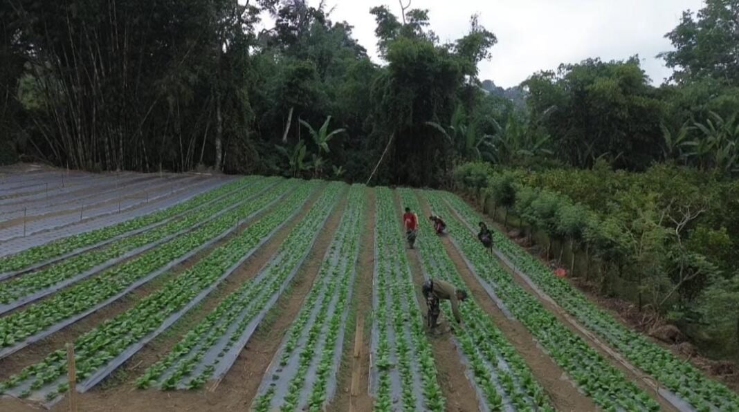 Revitalisasi Lahan Milik Warga Melalui Kebun Pakcoy dalam TMMD Ke-129 Kodim 1626/Bangli