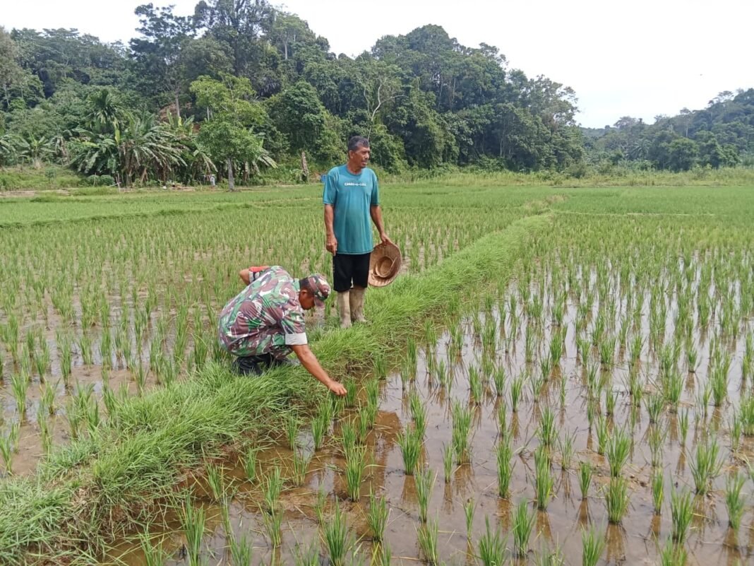 Babinsa Setia Bakti Dampingi Petani Lhok Timon Rawat Tanaman Padi