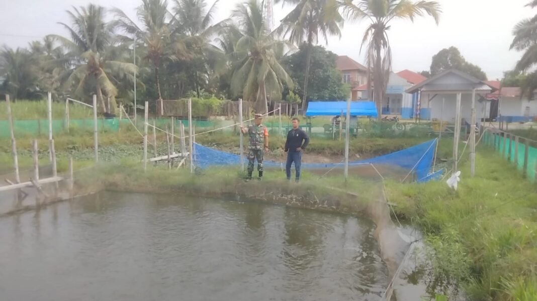 Ketahanan Pangan Gampong Padang Kleng Didorong Lewat Budidaya Lele yang Mulai Panen