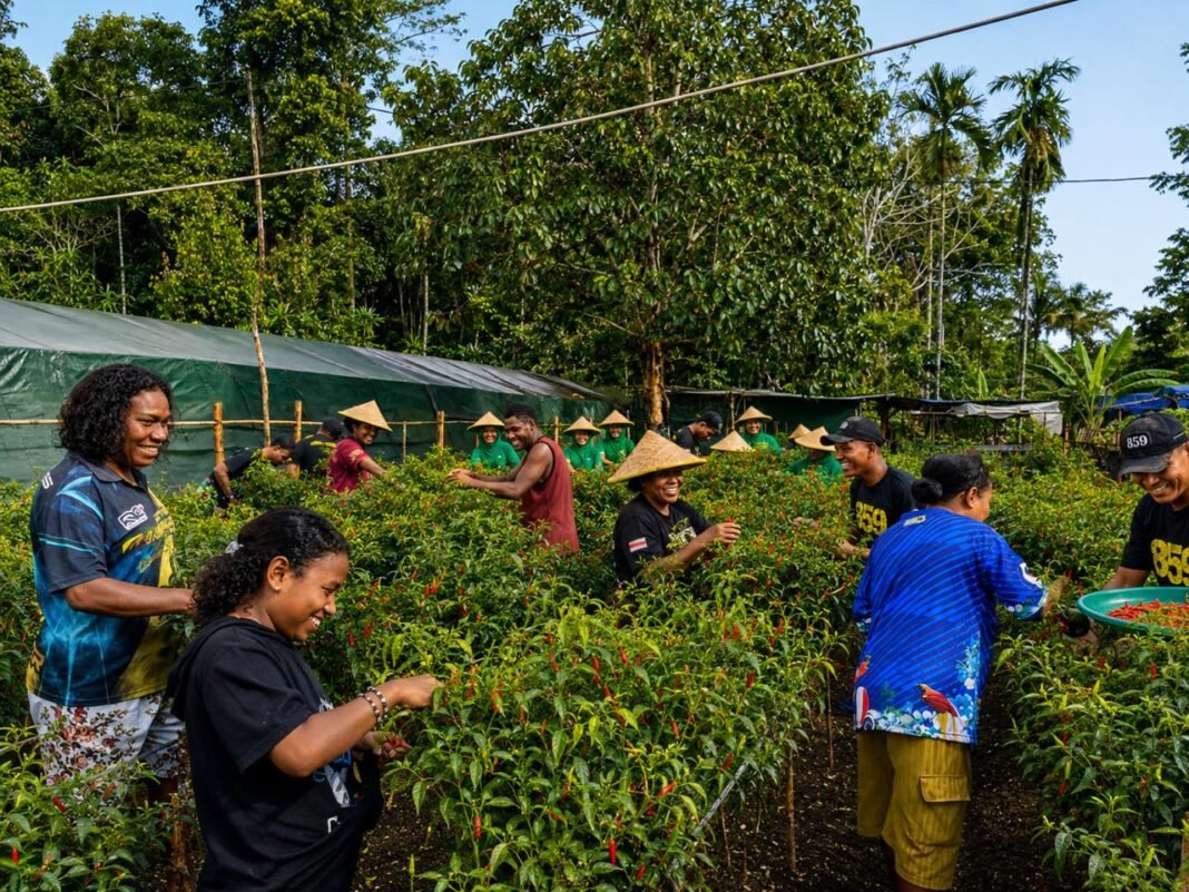 Senyum Warga Supiori Saat Ikuti Panen Sayur Program PERMATA Milik Yonif TP 859/RBK