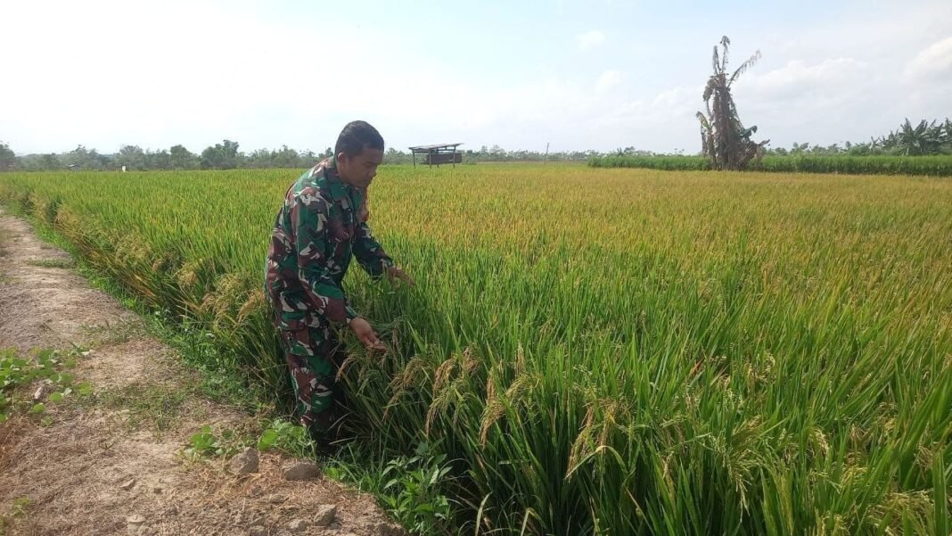 Percepat Masa Tanam, Babinsa Talumae Berikan Motivasi dan Pendampingan Langsung