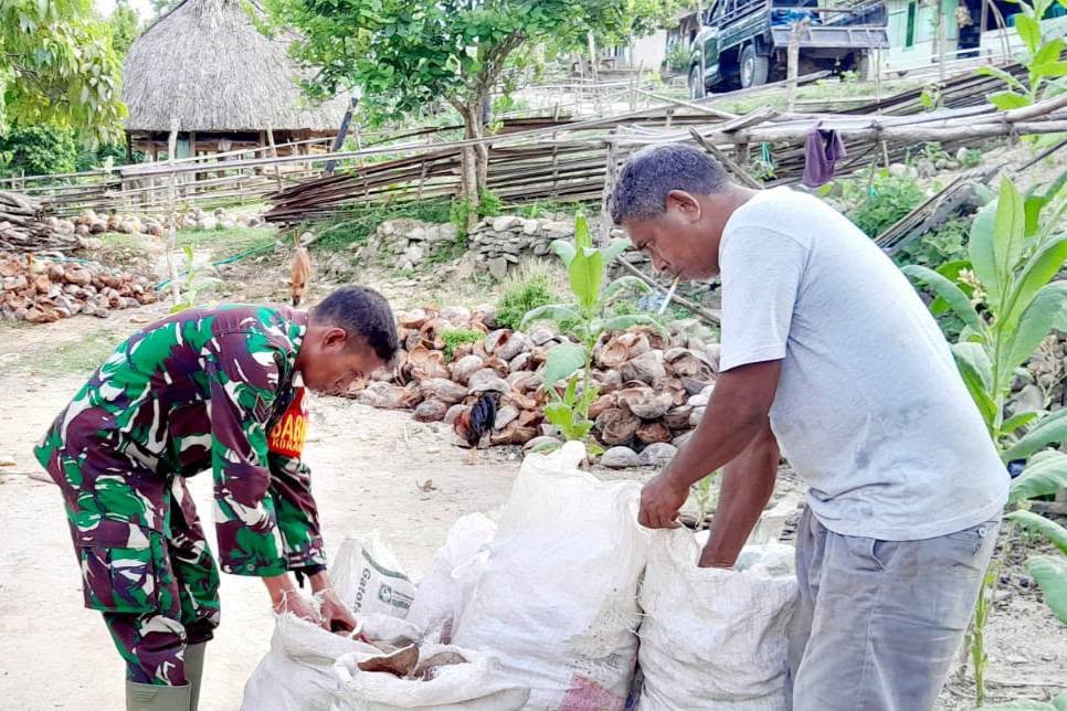 Dorong Kesejahteraan Keluarga Petani, Babinsa di Malaka Aktif Kawal Panen Hasil Bumi