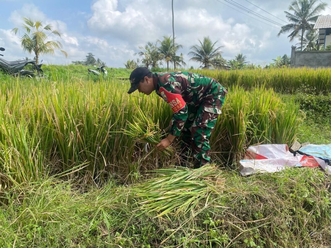 Dukung Program Hanpangan, Personel Koramil 1610-02 Terjun Langsung Bantu Warga di Subak Timuhun
