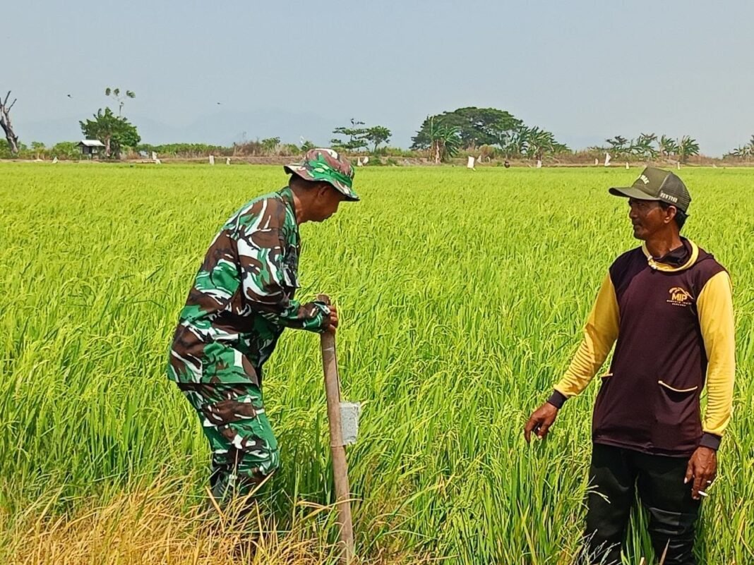 Babinsa Serma Ramli Awasi Pertumbuhan Padi Terdampak Kekeringan