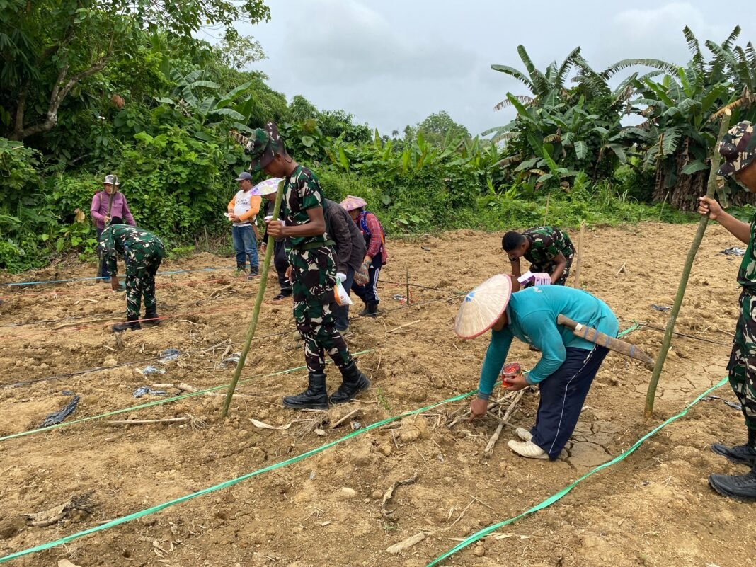 Yonif TP 921/Alang Impang Tanam Bibit Jagung di Malinau untuk Pangan yang Berkelanjutan